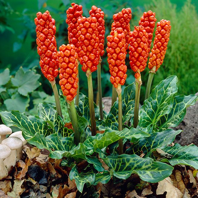 Hovedbilde Italiensk munkehette, Arum Italicum - 5 løk