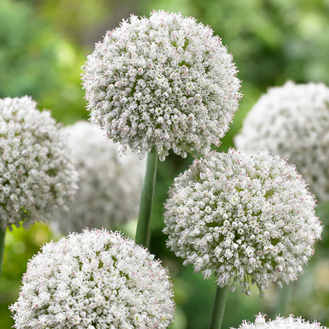 Hovedbilde Allium White Cloud - 15 løk