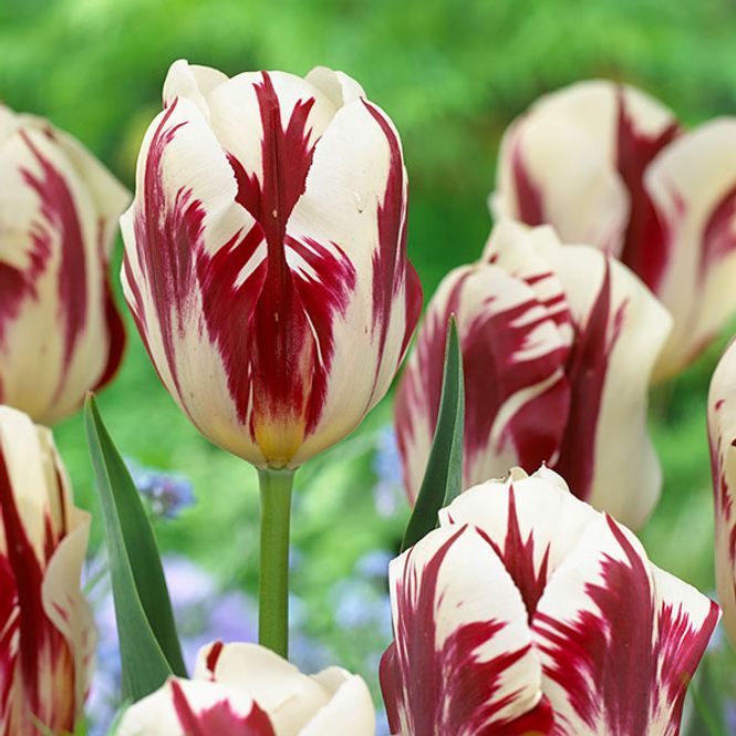 Hovedbilde Tulipan Grand Perfection - 6 løk