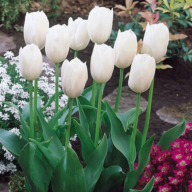 Hovedbilde Tulipan Hakuun - 5 løk