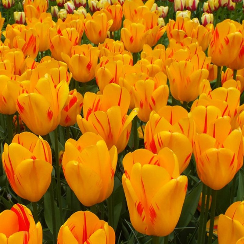 Tulipan Olympic Flame - 10 løk