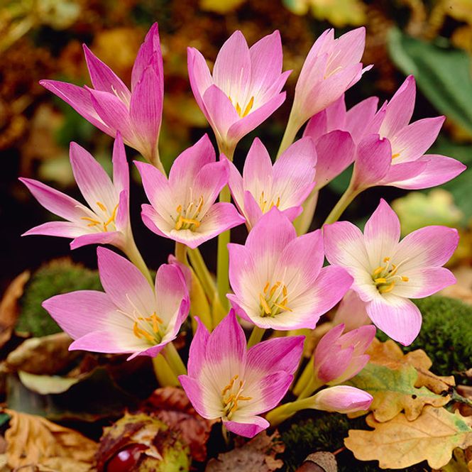 Hovedbilde Colchicum giganteum. Tidløs - 1 løk