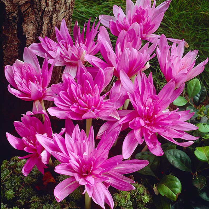 Colchicum autumnale Waterlily. Tidløs - 1 løk