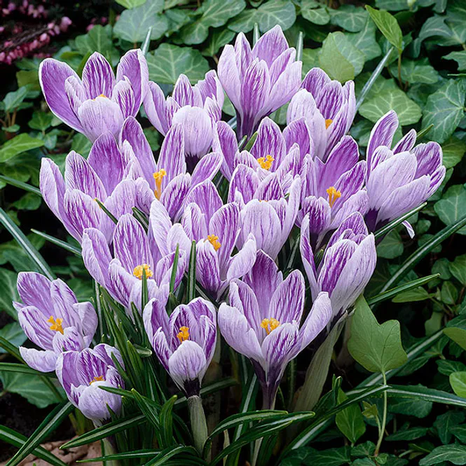 Hovedbilde Krokus sieberi Striped Beauty - 15 knoller