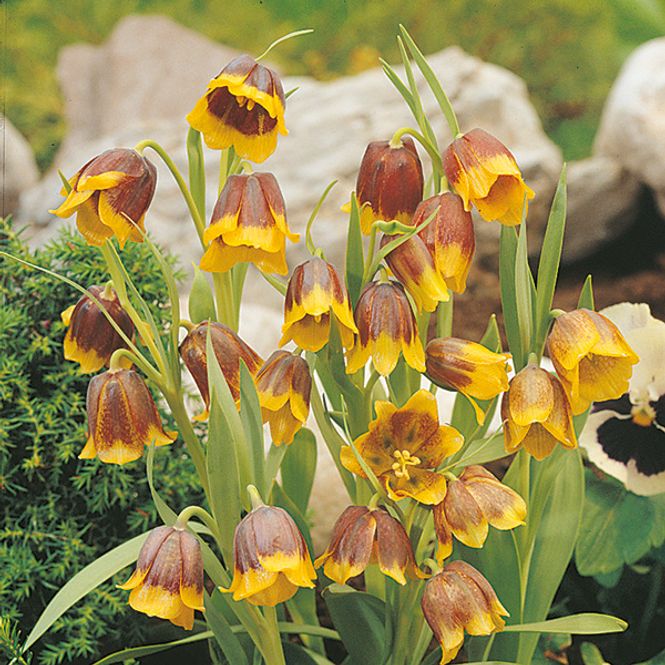 Hovedbilde Fritillaria Michailowskyi - 5 løk