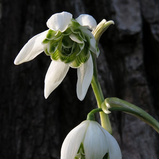 Hovedbilde Galanthus nivalis Flore Pleno, fylt snøklokke - 5 ...