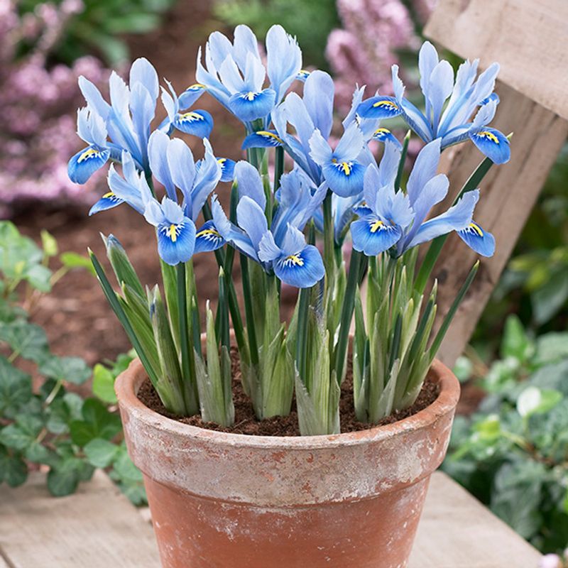 Iris reticulata Alida - 15 løk