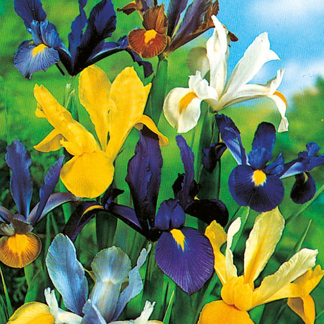 Hovedbilde Iris Hollandica i blanding - 10 løk 