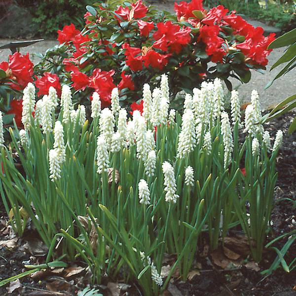 Bilde av Muscari botrytoides 'Album' - 10 løk