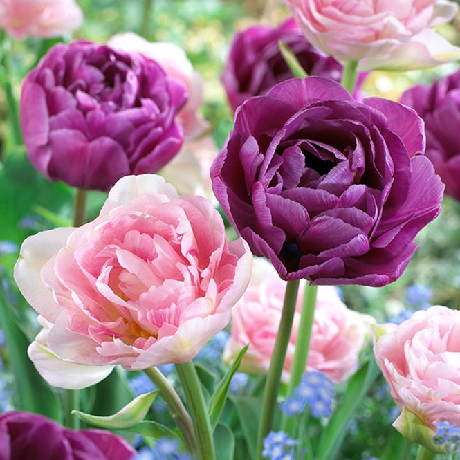Hovedbilde Doble tulipaner Angelique og Blue Diamond - 8 løk
