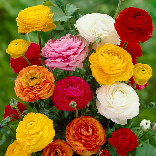 Bilde av Ranunculus, blanding - 10 knoller