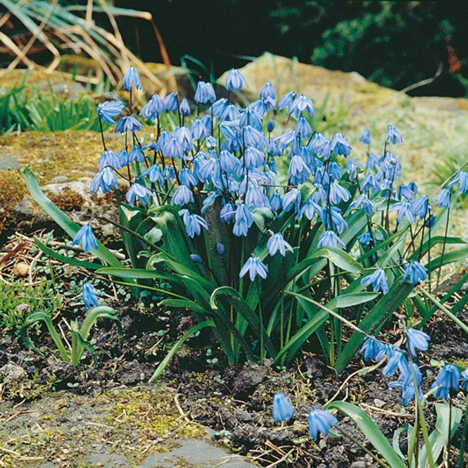 Hovedbilde Scilla siberica - 15 løk