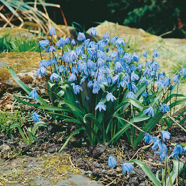 Hovedbilde Scilla siberica - 35 løk
