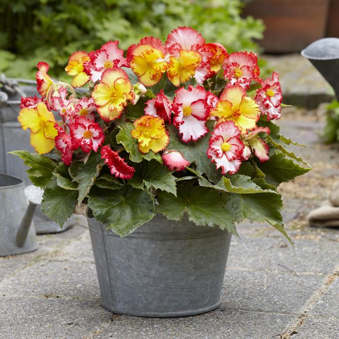 Hovedbilde Begonia Crispa Marginata Mix - 3 knoller