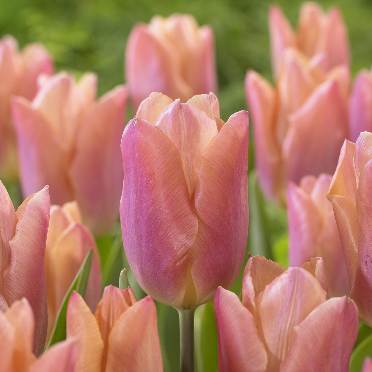 Tulipan Salmon Prince - 6 løk