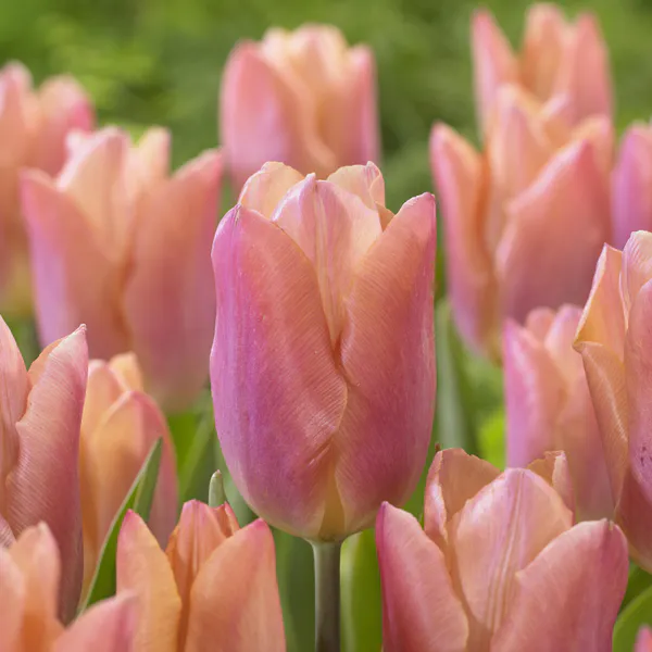 Hovedbilde Tulipan Salmon Prince - 6 løk