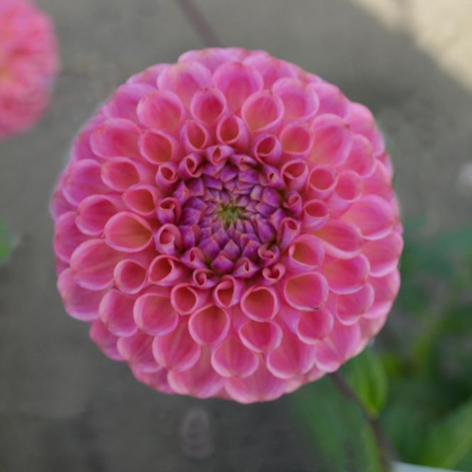 Hovedbilde Dahlia Caitlins Joy - 1 knoll