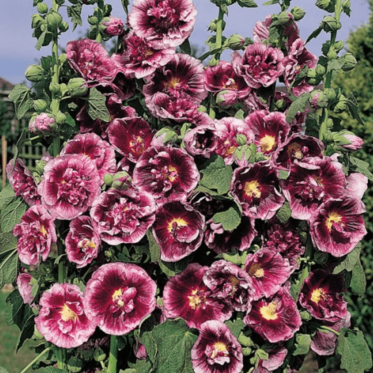 Alcea rosea Creme de Cassis. Stokkrose -Frø-