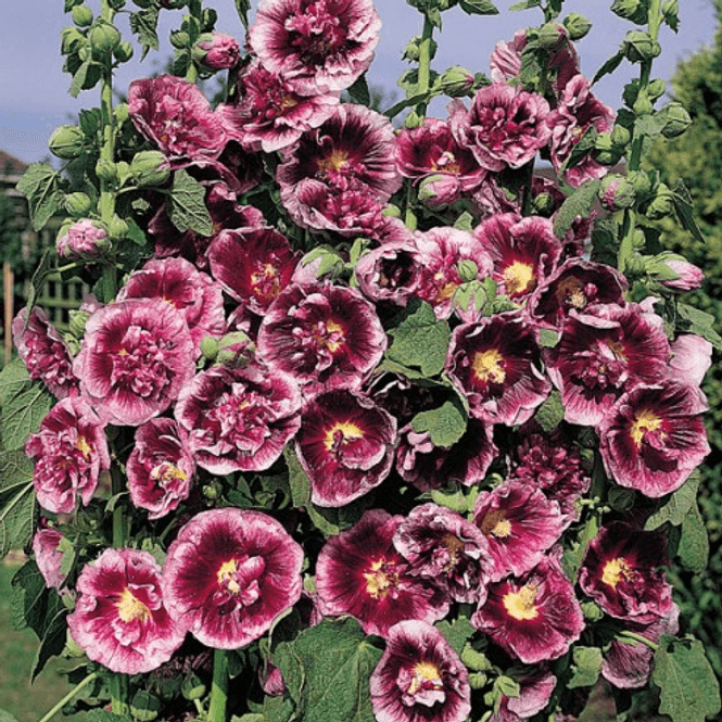 Hovedbilde Alcea rosea Creme de Cassis. Stokkrose -Frø-