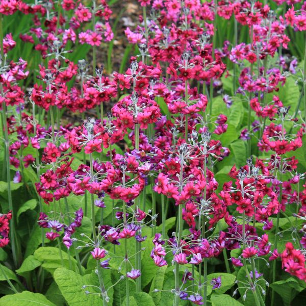 Hovedbilde Primula japonica Millers Crimson -Frø-