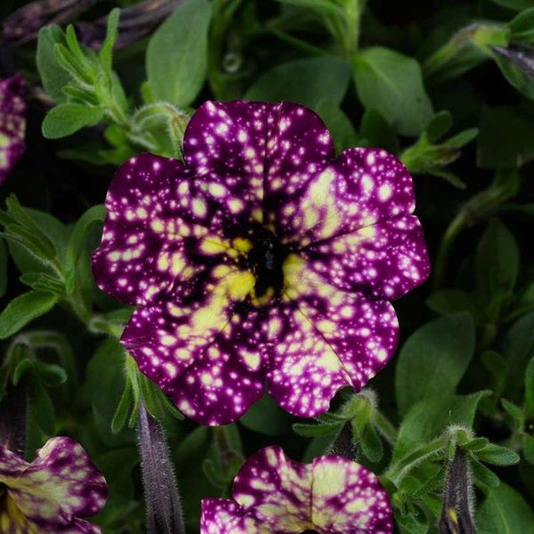 Bilde av Petunia Splash Dance Magenta Mambo - 3 ...