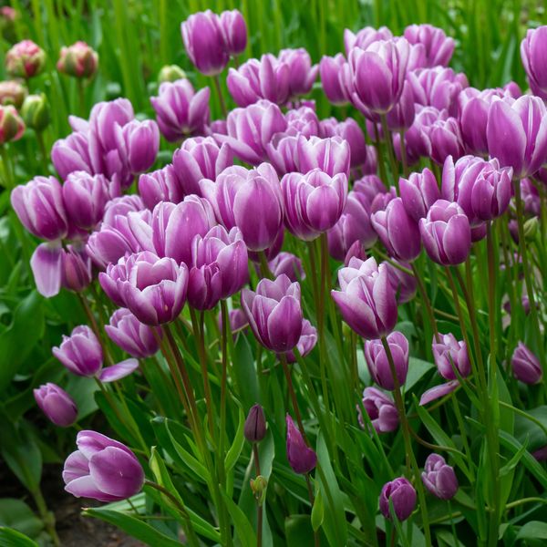 Hovedbilde Tulipan Purple Elegance - 6 løk