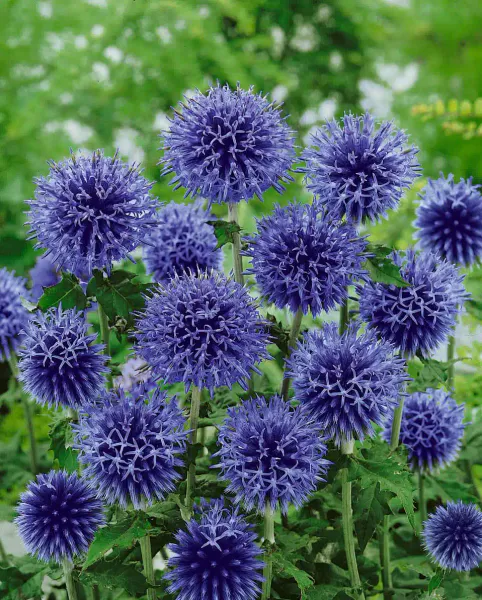 Hovedbilde Echinops ritro. Kuletistel  3 røtter