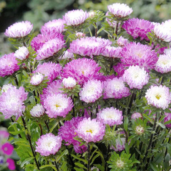 Hovedbilde Aster matsumoto Pink Tipped White -Frø-