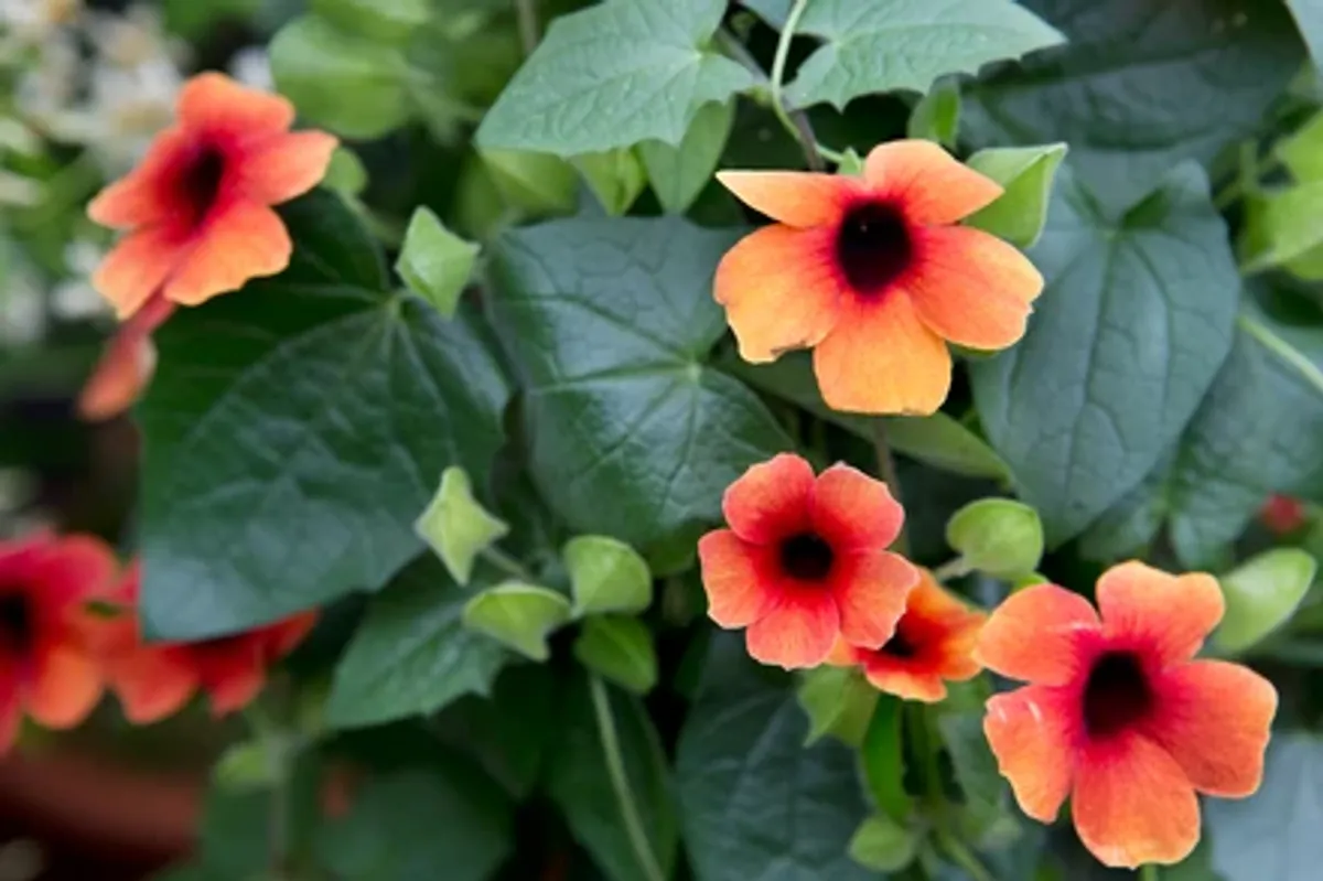 Thunbergia alata Arizona Glow. Susanne med det sorte øyet  1 plante i 10,5 cm potte