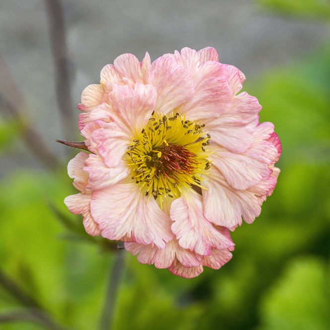Hovedbilde Geum Mai Tai. Humleblom  1 rot 