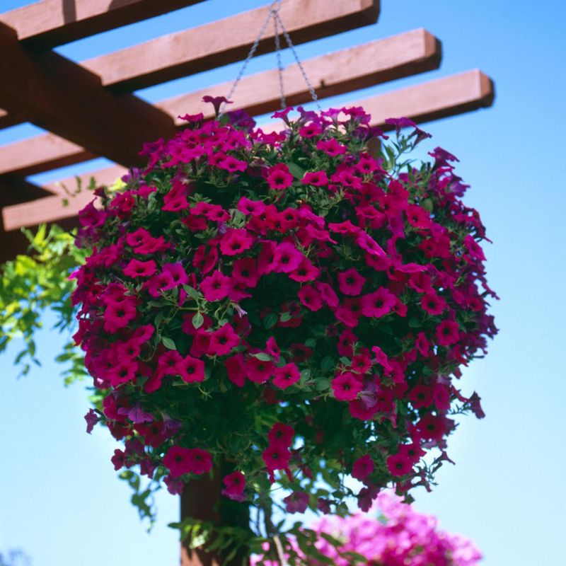 Petunia pendula Wave Purple Classic F1 -Frø-