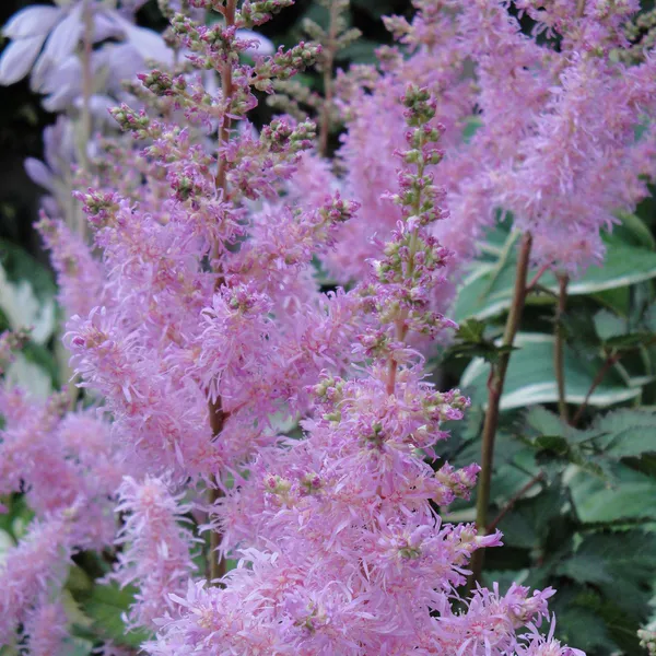 Hovedbilde Astilbe hybrid Ice Cream - 1 rot