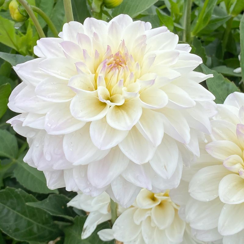 Dahlia Go Go White - 1 knoll
