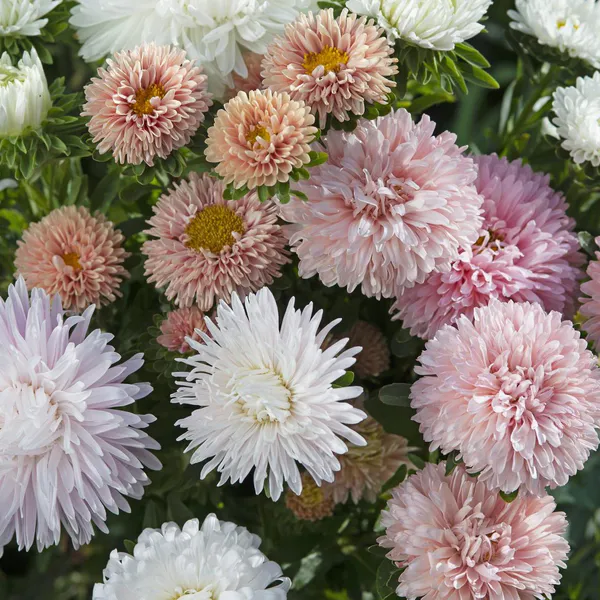 Hovedbilde Aster/Callistephus chinensis The Roses Mixture. ...