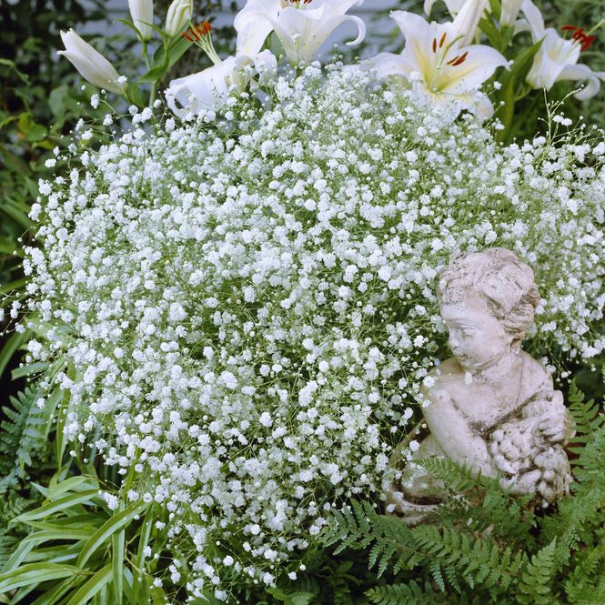 Hovedbilde Gypsophila paniculata - Brudeslør - 5 røtter