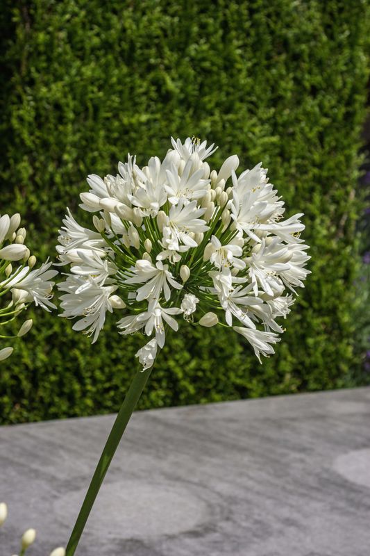 Agapanthus White Superior. Afrikansk lilje - 1 rot 