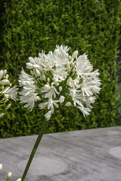 Hovedbilde Agapanthus White Superior. Afrikansk lilje - 1 ...