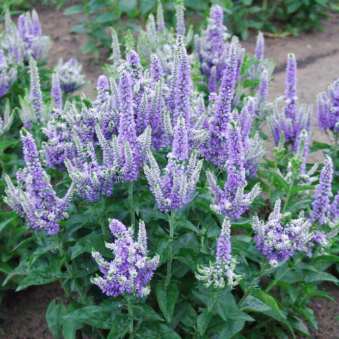 Hovedbilde Veronica spicata Blue Bomb - 1 rot 