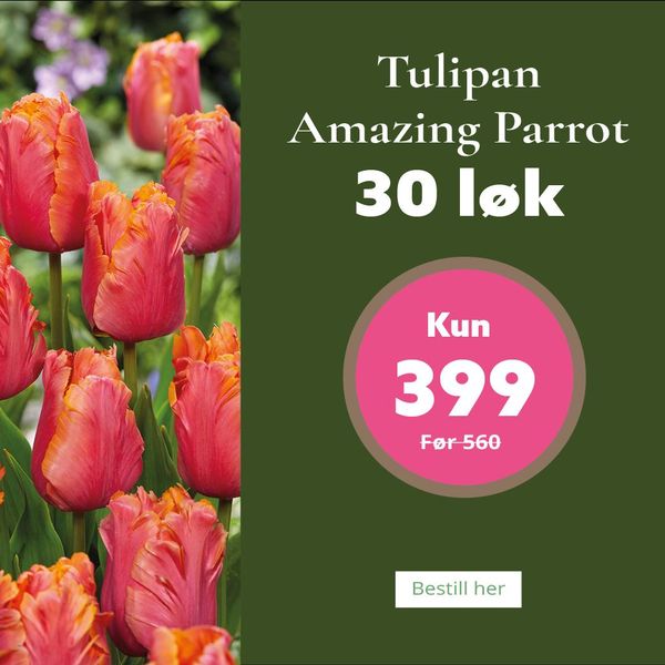 Hovedbilde Tulipan Amazing Parrot - 30 løk 
