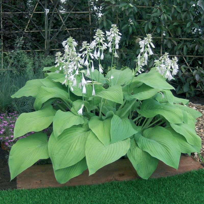Hosta T-Rex - 1 rot 