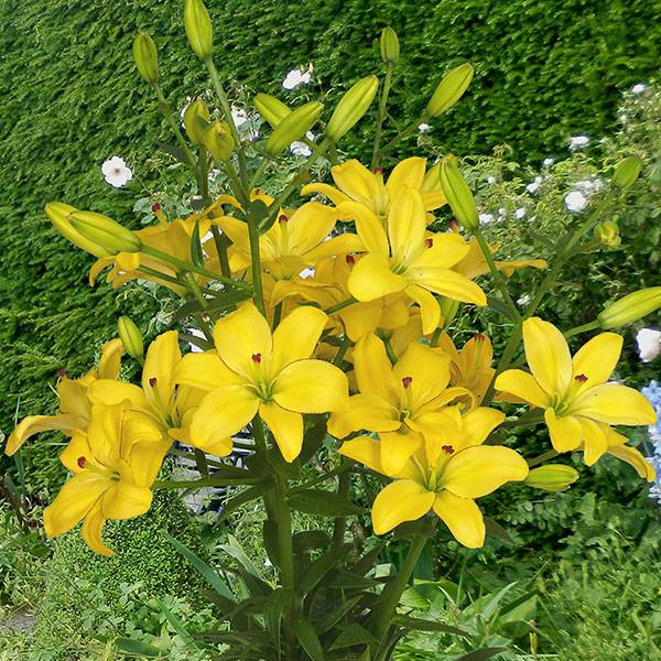 Bilde av Lilje Yellow Cocotto - 3 løk