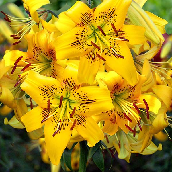 Bilde av Lilje Yellow Bruse Nyhet! - 3 liljeløk