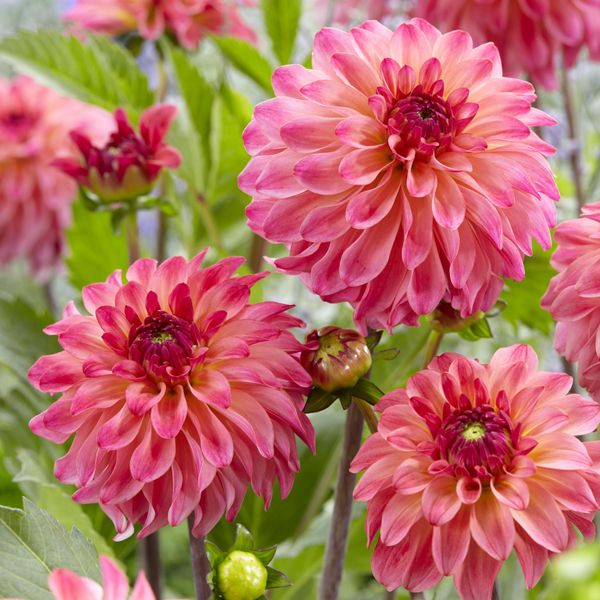 Hovedbilde Dahlia Belfloor - 1 knoll