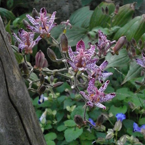 Hovedbilde Tricyrtis hirta. Skyggelilje -Frø-