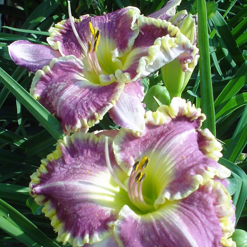 Hemerocallis Bestseller - Daglilje - 1 rot