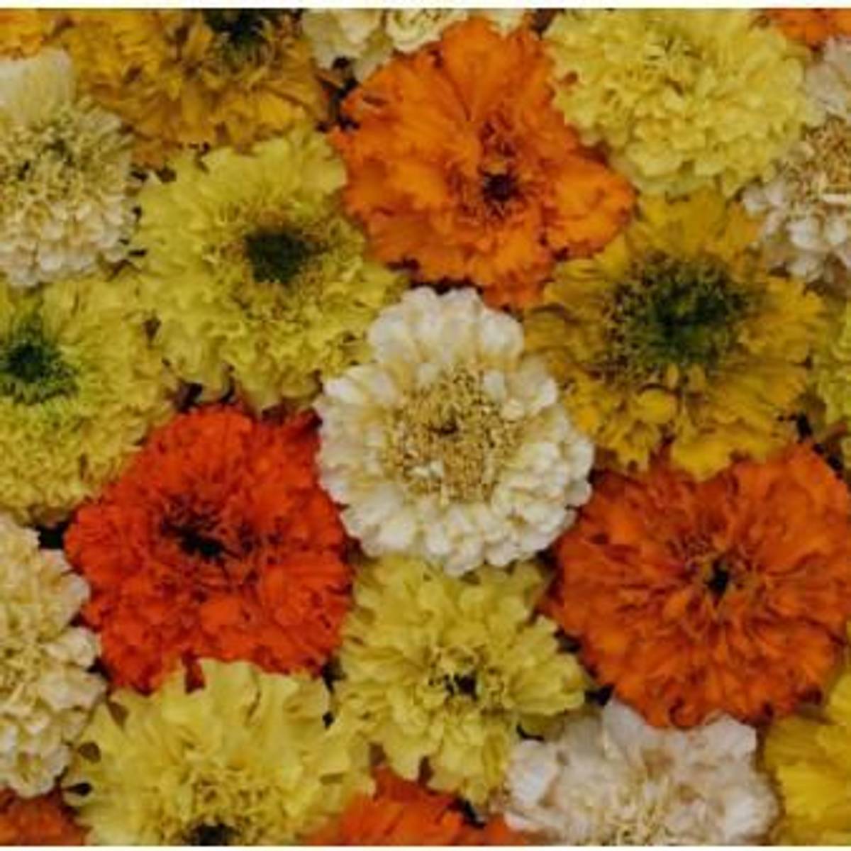 Tagetes erecta Fruity Mix -Fr-