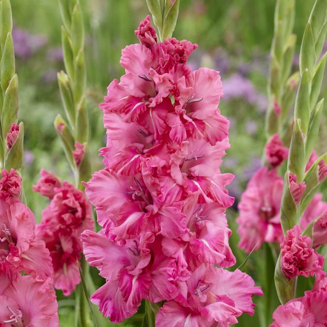 Hovedbilde Gladiolus Kingston Ruffle - 7 knoller