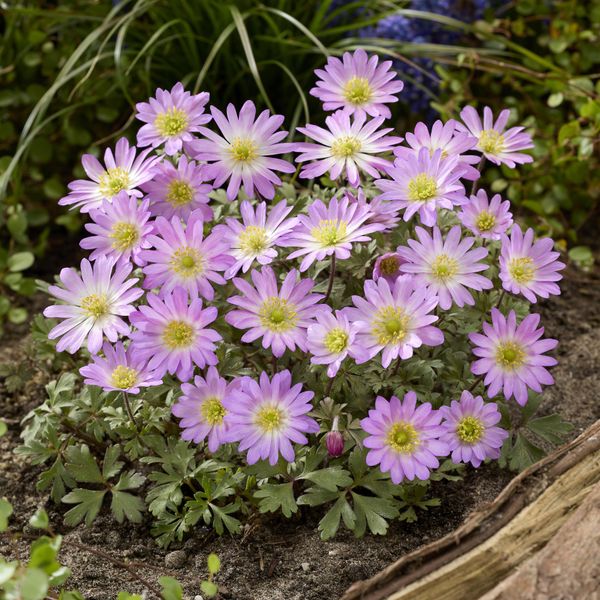Hovedbilde Anemone blanda Pink Star - 12 knoller