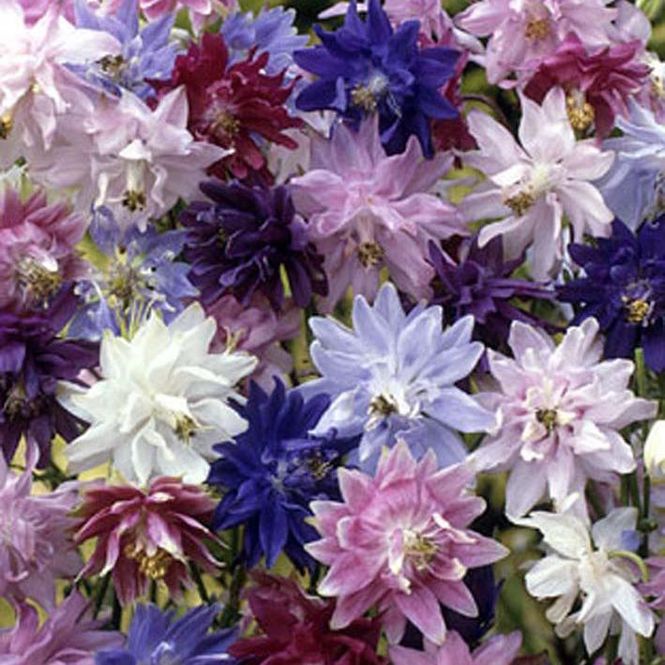 Hovedbilde Aquilegia vulgaris barlow Formula Mix – Frø ...