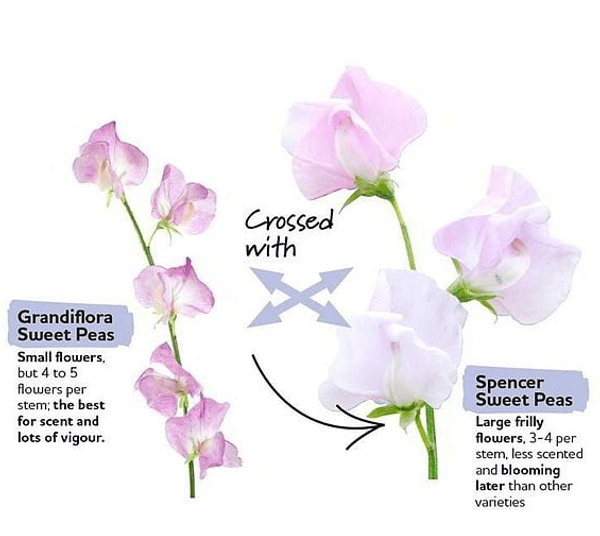 Hovedbilde Lathyrus odoratus Sublime Scent Mix. Blomsterert ...